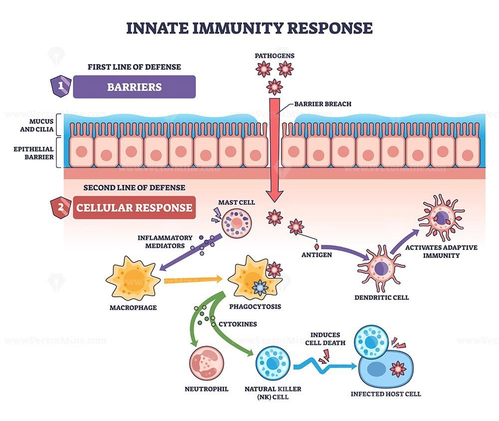 A Grounded Framework for IF and Immune Health