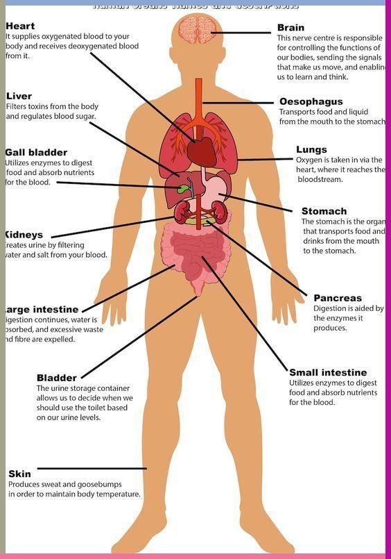 How Does the Body Know