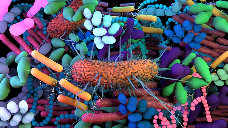Hidden Gut Bacteria Boosts Immunity